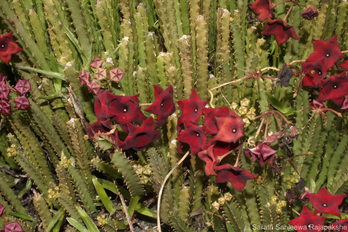 Boucerosia umbellata (Haw.) Wight & Arn.